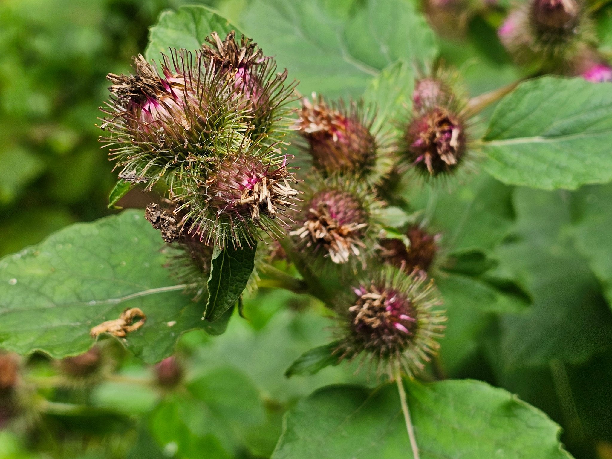 Fruit of the Common burdock. I don't remembering seeing this before.