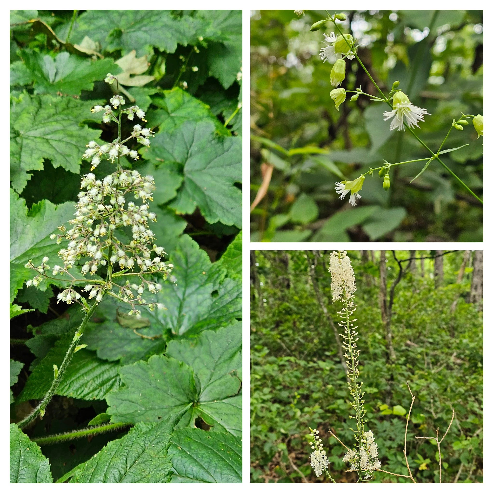 Interesting while wildflowers: UR: Starry Campion; LR:: Black cohosh; L: Hairy Alumroot
