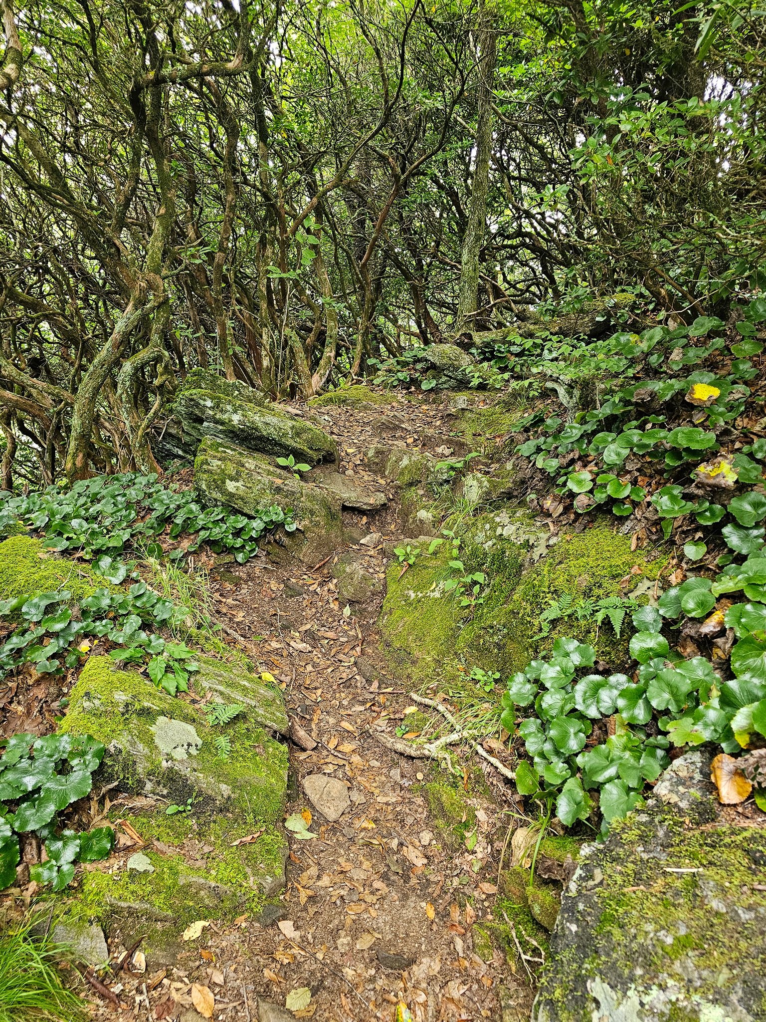 It's a rocky somewhat steep decent to the shelter from the peak.