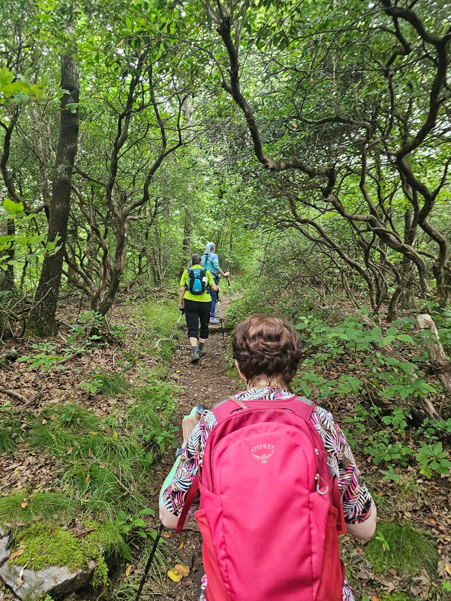 Still heading up on a fairly descent path after leaving Tray Gap.