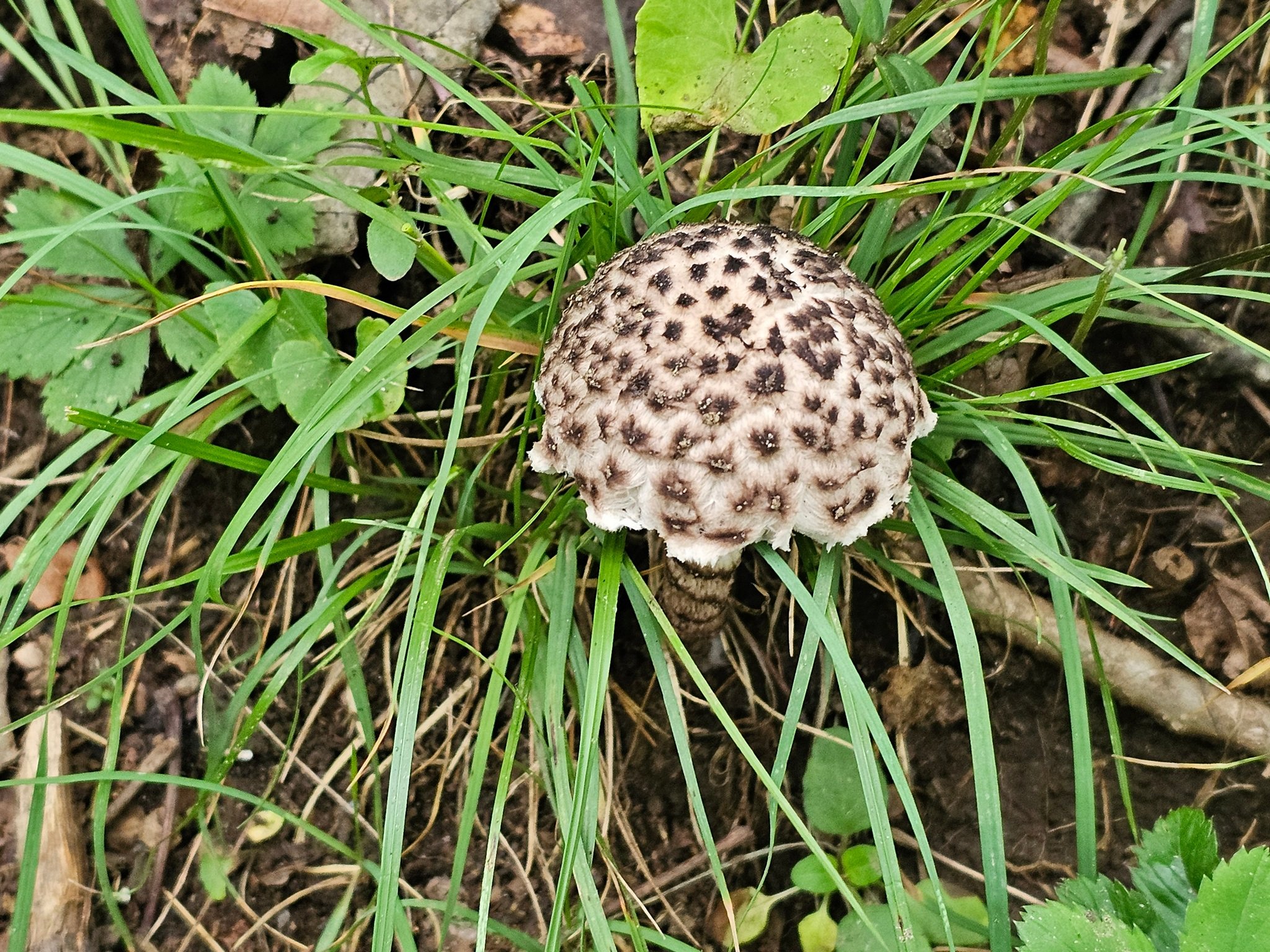 I believe it was Cindi Hansen who was particularly attracted to this Old Man of the Woods edible wild mushroom