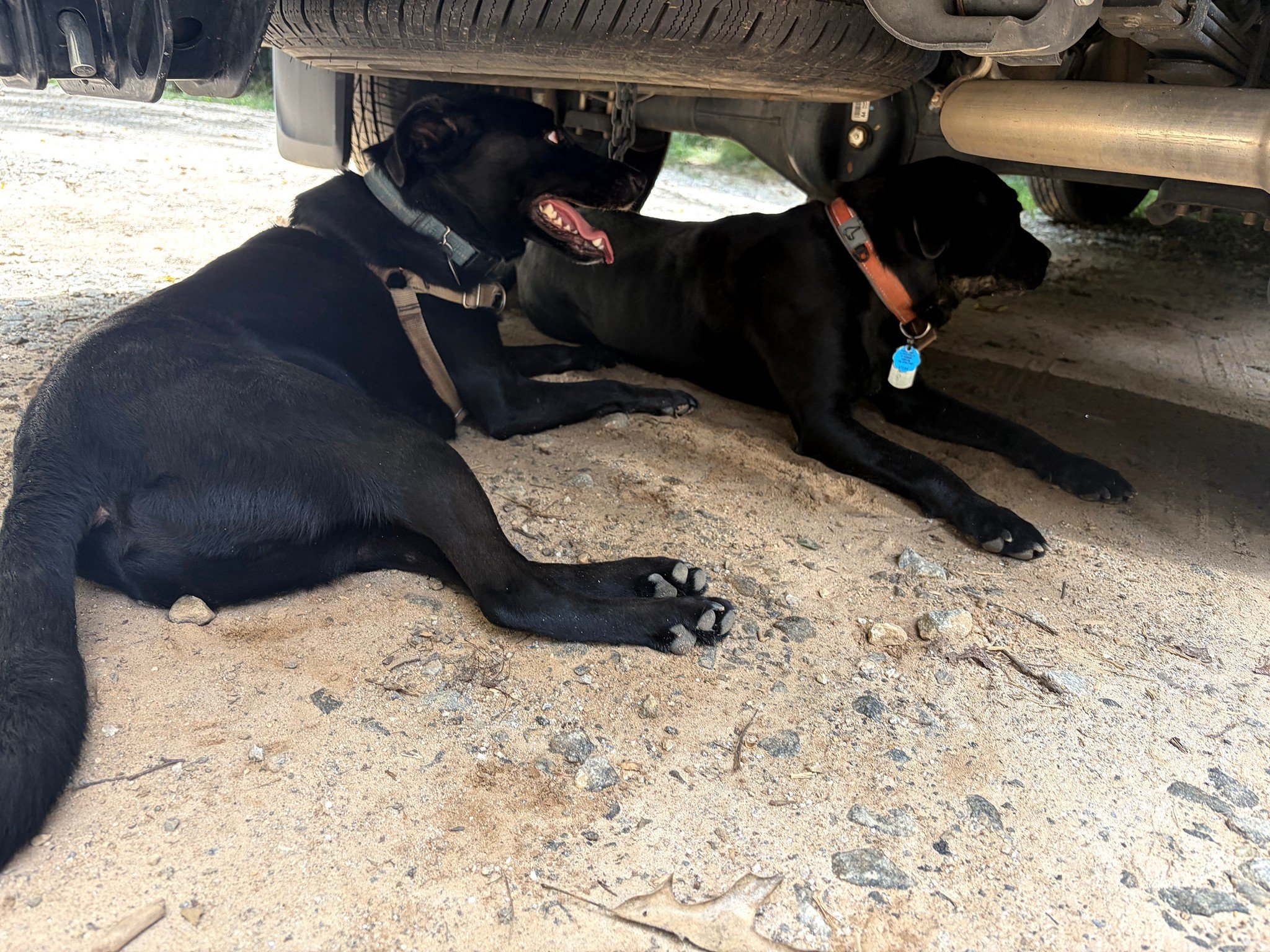 Heather and Matt's two Tobys cooling off at the trailhead after the hike. Photo by Pam Hembree.