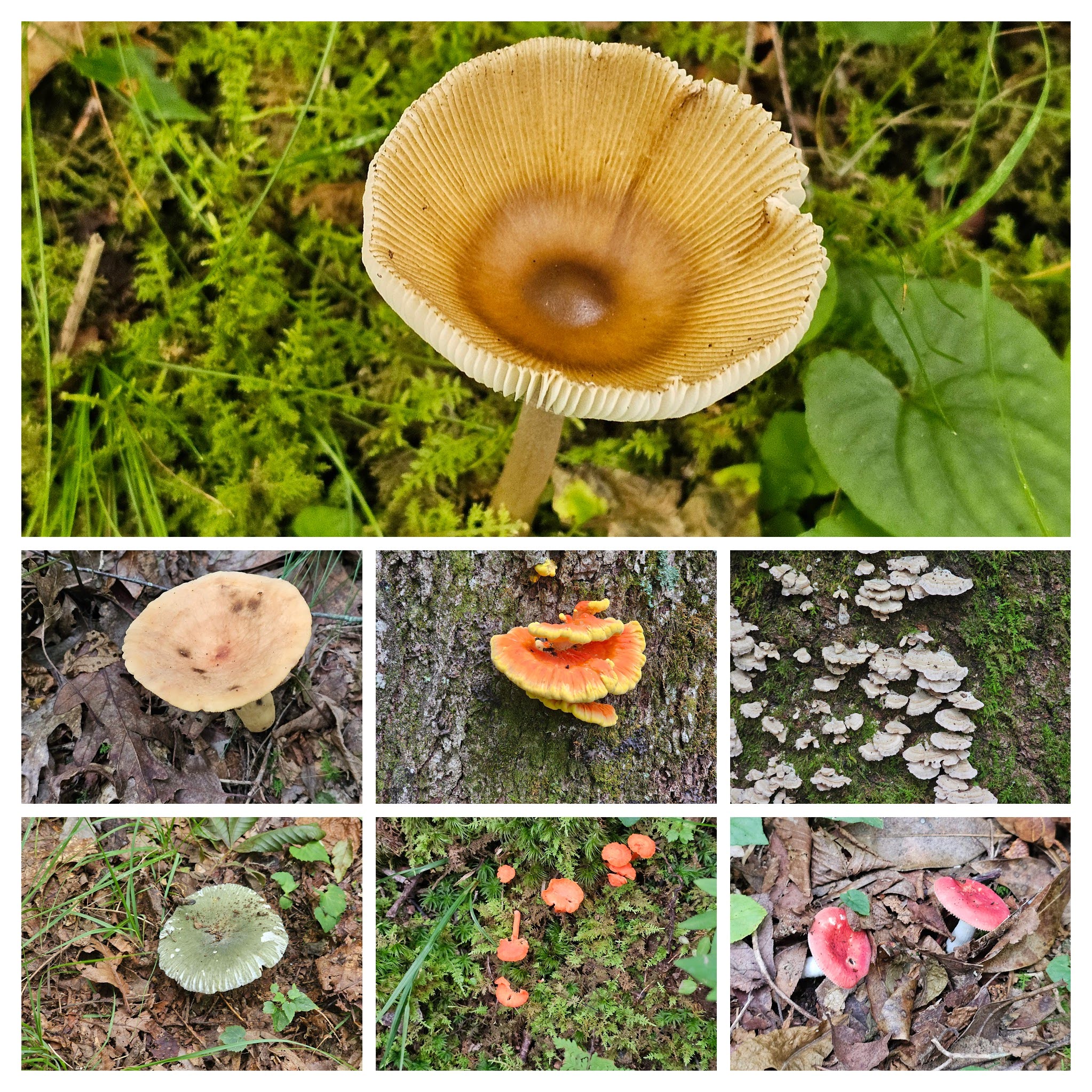 The recent rains have brought out a large variety of fung1.