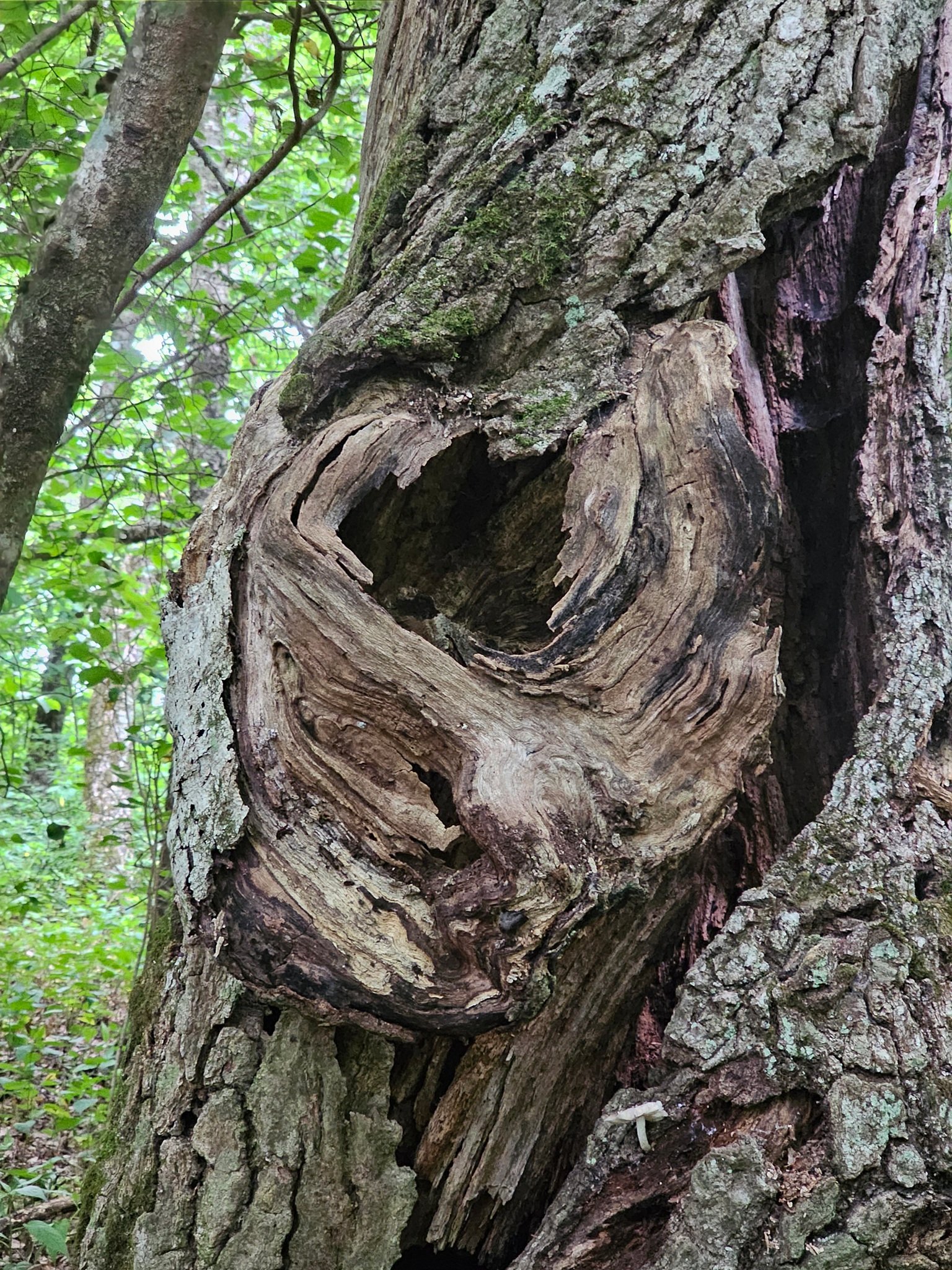 Although this heart-shaped knot was curious.