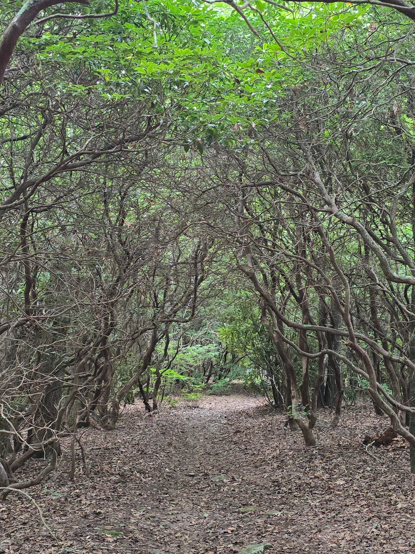 Passing through a spooky Rhododendron tunnel. Photo by Jane Voss.