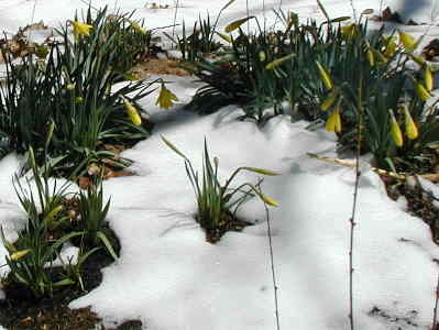 On top of Standing Indian Mtn. - Jonquils in snow!