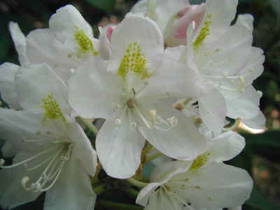 Rosebay Rhododendrons were blooming!
