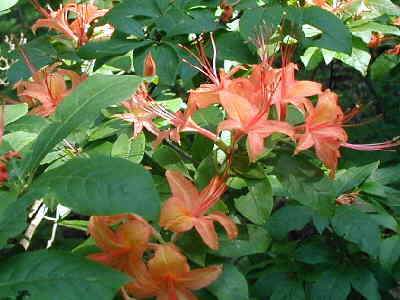 Flame azaleas were still blooming.