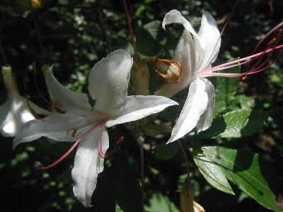 A sweet-smelling Swamp Azalea.