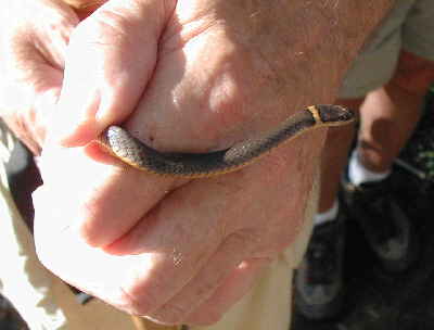 This little Ringed-neck Snake crossed our path. We picked him up for a picture and then released him.