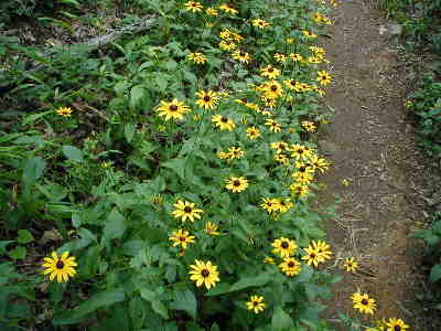 A very good day for wildflowers - a typical patch of Black-eyed Susans.