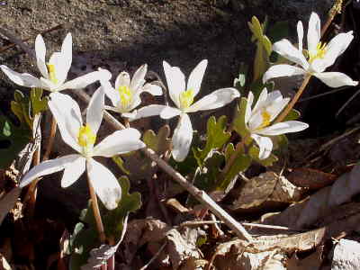 Bloodroot was blooming!