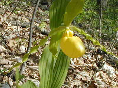 A great wildflower day! Yellow Lady's Slipper!