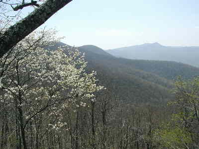 A view from Wolf Rock with Serviceberry tree blooming.