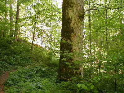 You will see this huge Buckeye tree a short distance into the hike.