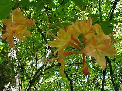 Flame Azaleas were in full bloom.