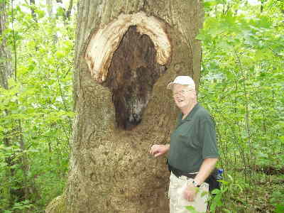 This large Poplar tree on the trail has a very large cavity! Sort of looks like a man with blonde hair!