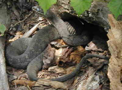 On the riverbank, we spotted 6 banded water snakes. This one was ready to shed (see milky eye).