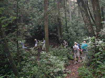 A nice walk through a lush forest of White Pines, Hemlocks, and Hardwoods.