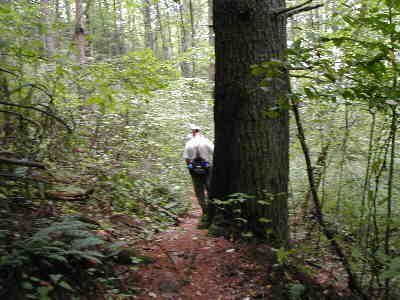 One of many huge White Pines along the trail!