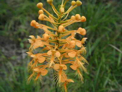 We came across a beautiful Yellow Fringed Orchid.