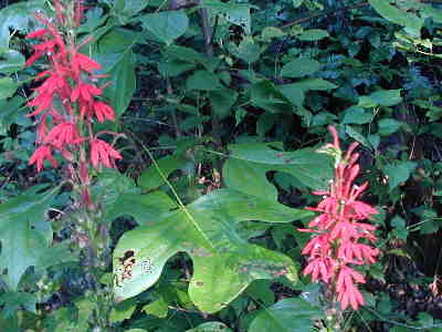 We came across these Cardinal Flowers (Lobelia cardinalis) about a mile into the hike.