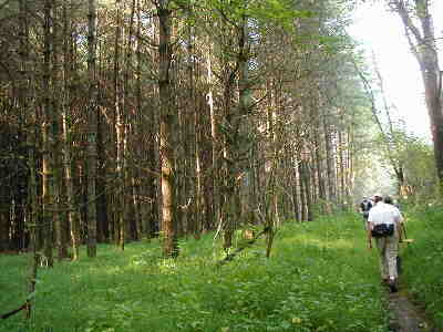 Also near the old homestead is a tall pine forest (mostly devastated by the Southern Pine Beetle).