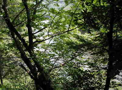 A typical trail-side view of the Chattooga River.