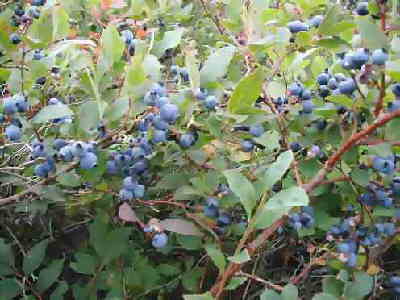 One of the nicest features of this hike is the easy access to thousands of blueberry bushes with ripe berries!
