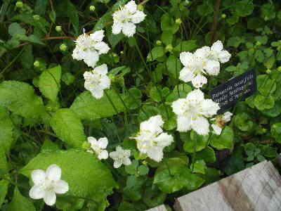 Grass of Parnassus in bloom!