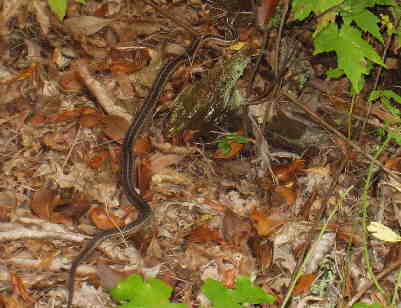 A nice Garter Snake enjoying the trail.