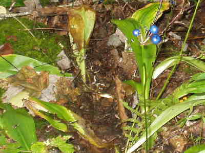 Blue-bead Lily (Clintonia) near Albert Mtn.