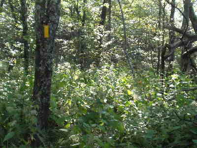 This section of the Bartram Trail needs some weed-eating! But, it is well-marked with yellow blazes.