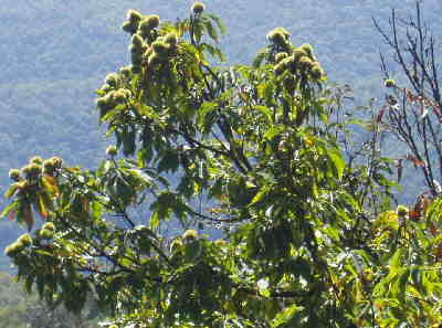 We saw several American Chestnut Trees at Wayah. This one is larger than most and is sadly dying, but loaded with chestnuts!