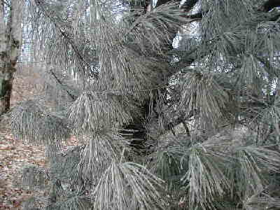 A glazed pine tree.