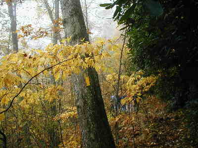 The Bartram trail is marked with yellow trail blazes. (today with matching foliage!)