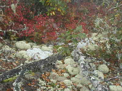 Near Whiterock Mtn. we see lots of Reindeer Lichen (mounds) and red foliage of blueberries.