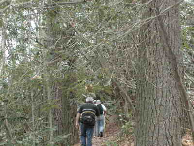 A great woodland trail with giant White Pines!