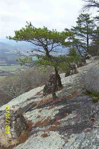 A Table Mtn. Pine growing out of the granite rock face!