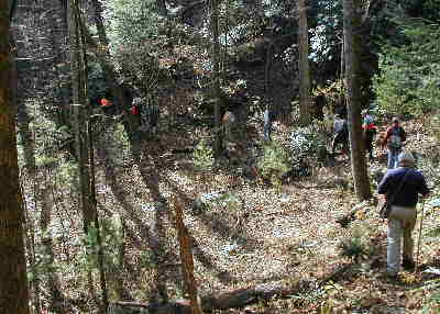 The trail features lots of nice Hemlock, White Pine, Chestnut Oak, Hickory, Fraser Magnolia, Rhododendron, Mountain Laurel, etc.