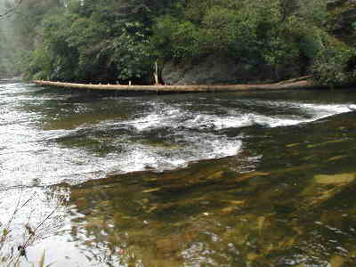 The river was crystal clear and we were able to spot some trout.