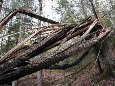 This huge Hickory tree has recently fallen over the trail here! We were amazed by the way it had shattered (splintered)!