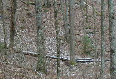 Remnants of an early December snowfall.