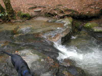 The first 2.5 miles of the hike includes lots of nice mountain streams and creeks. Even on a cool December day, our lab "Jet" enjoys a splash in the creek!