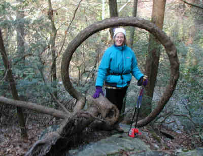 The most unusual feature along the trail is this hemlock tree that has grown into a circle!