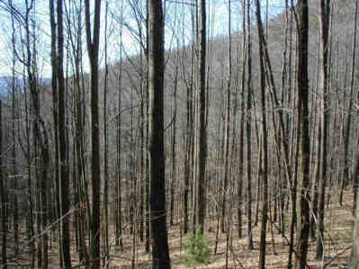 Lots of tall, straight timber.