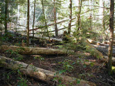 We passed by many acres of pine trees that have been devestated by the Southern Pine Beetle!