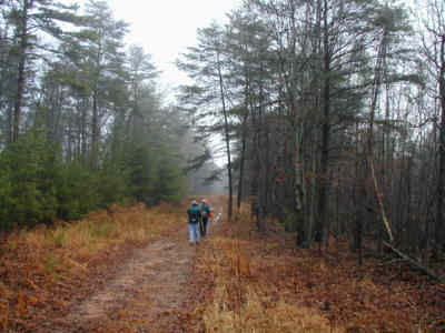 Early into the hike, the trail follows an old road for a while.