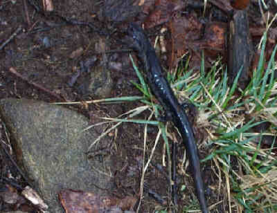 Great habitat for salamanders!