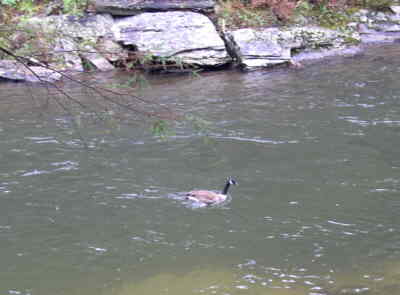 We have hiked along the river many times but this is the first Canada Goose that we have ever seen on the river!